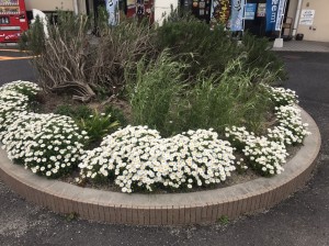 ロード銀山お花