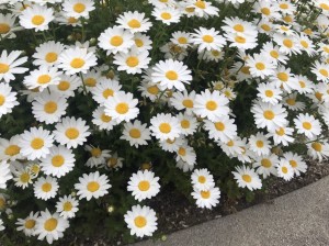 ロード銀山お花